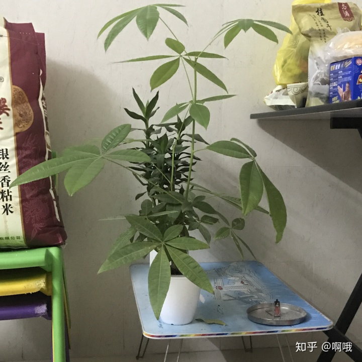 假花适合放哪里 风水_假花放阳台好不好_阳台假花风水