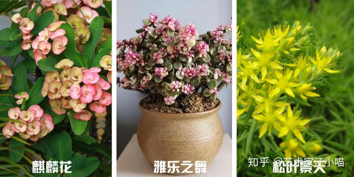 阳台假花风水_阳台对阳台风水_假花放阳台好不好