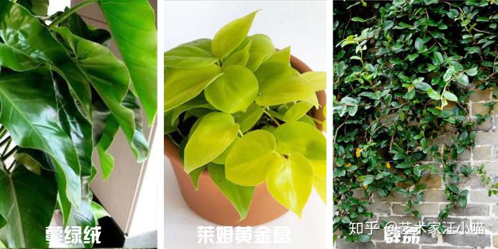 假花放阳台好不好_阳台对阳台风水_阳台假花风水