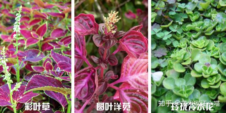 阳台假花风水_假花放阳台好不好_阳台对阳台风水