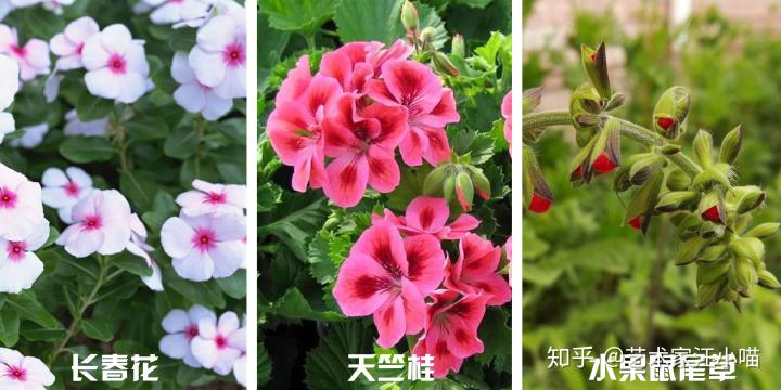 阳台假花风水_假花放阳台好不好_阳台对阳台风水