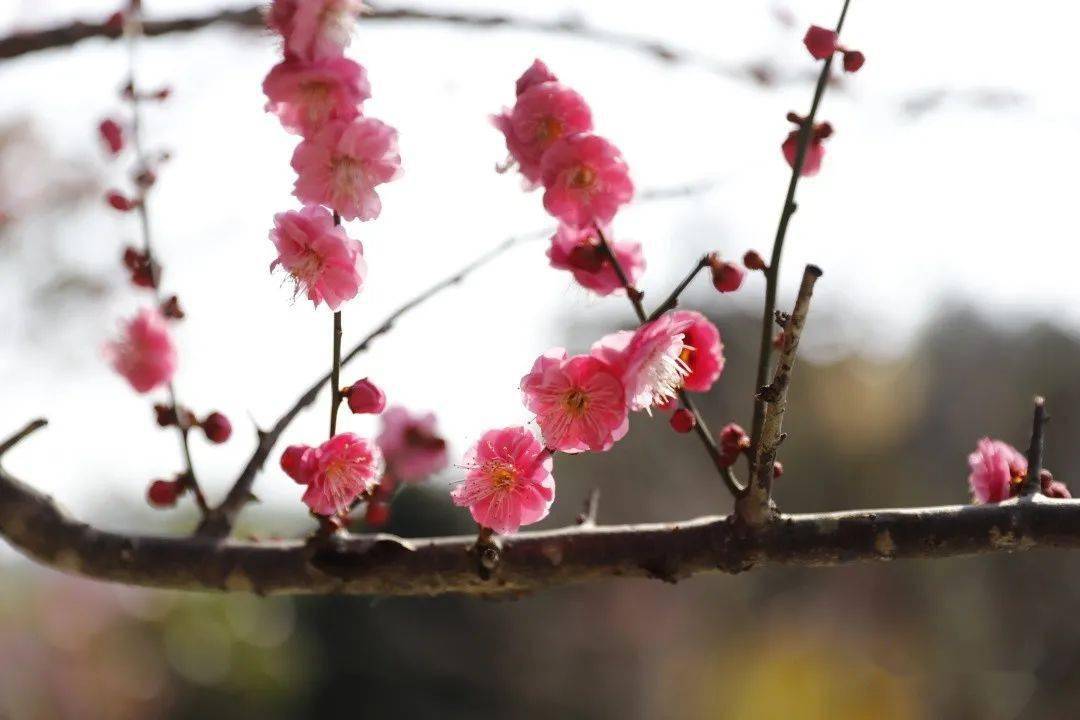 梅花易数预测找人 下面介绍的预测方法比梅花易数还要简单并且挺实用，特介绍心得供大家研究。