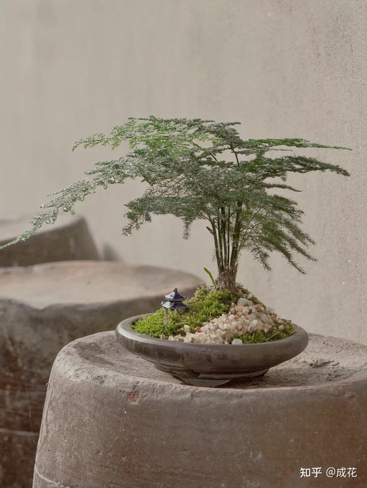 阳台摆放植物的风水讲究_别人家阳台的泰山石敢当正对我家阳台有什么风水讲究_农村家具摆放风水讲究