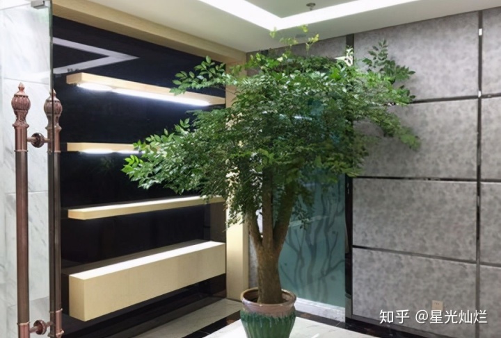 阳台摆放植物的风水讲究_农村家具摆放风水讲究_植物摆放位置风水讲究