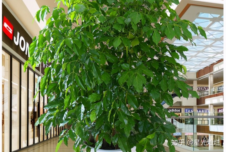 阳台摆放植物的风水讲究_农村家具摆放风水讲究_植物摆放位置风水讲究