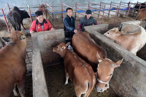 
公立还是私立学校生什么属相宝宝好，one-77价格和属狗