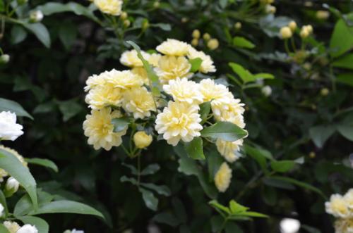 黄木香花为什么不能种，木香花是风水禁忌有哪些