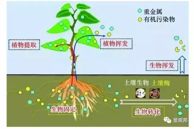 植物风水说如果跟你说科学，我却相信风水