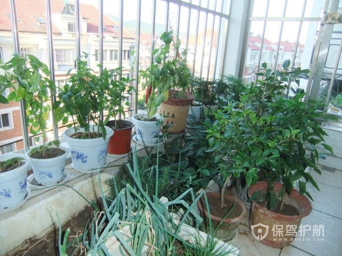 植物风水说如果跟你说科学，我却相信风水