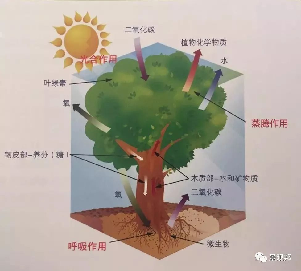 植物风水说如果跟你说科学，我却相信风水