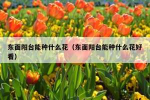 东面阳台能种什么花（东面阳台能种什么花好看）