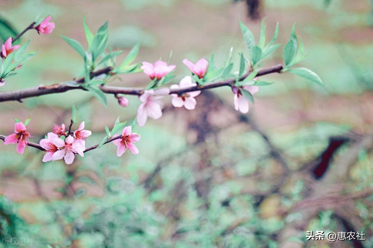 （惠农社）三花进宅，水兔进财