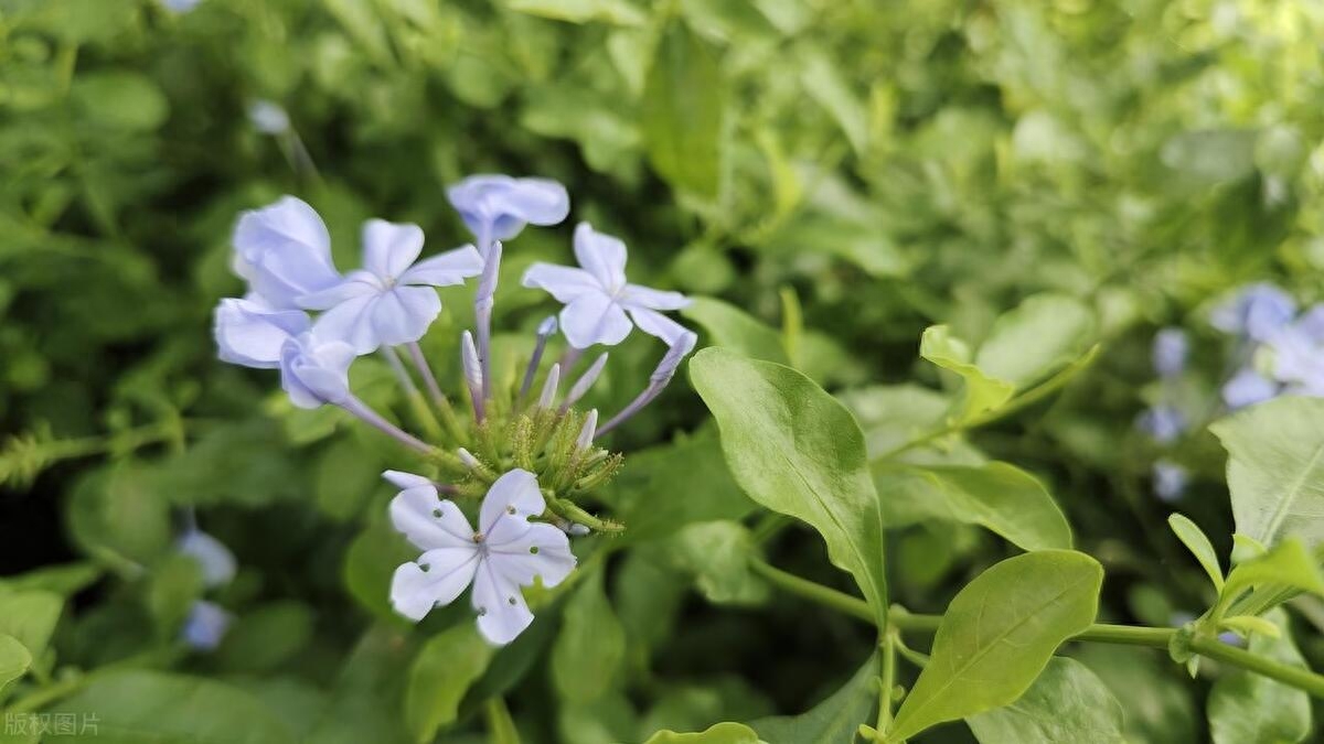 （秋日生活打卡季）最适合放卧室的十种花