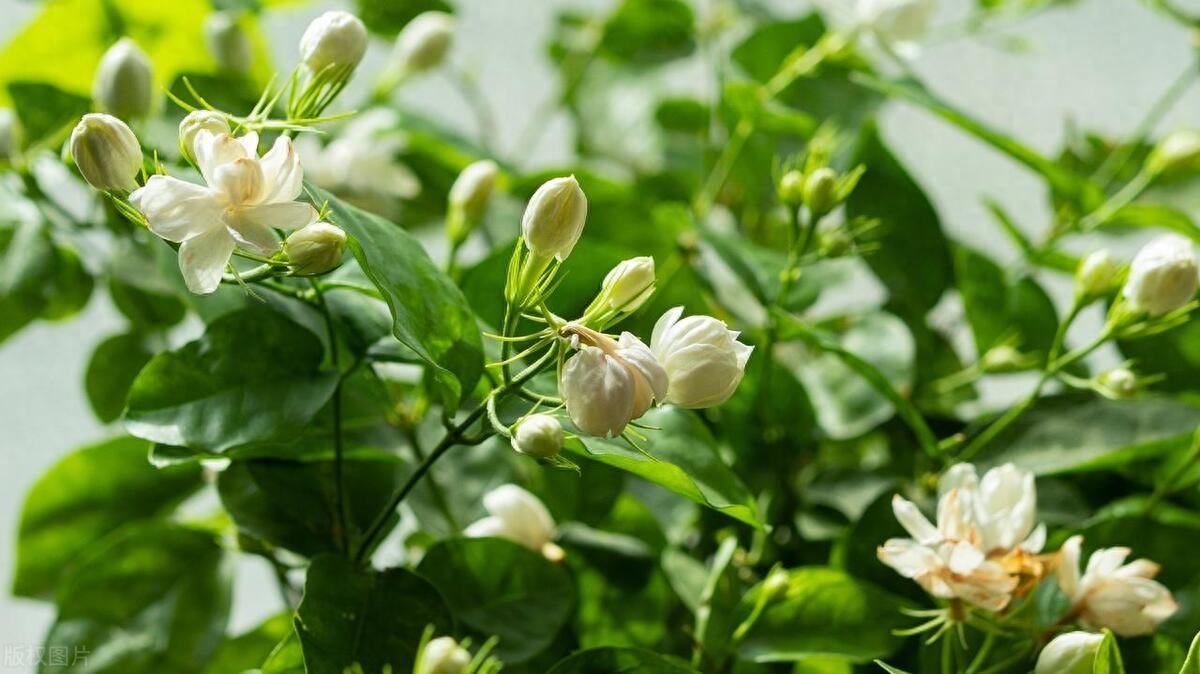 阳台植物风水：招财进宝的秘密与属相的奇妙关联