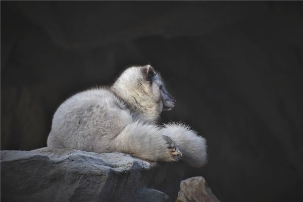 梦见狐狸的含义及预示，你了解多少？